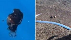 IKAN-LANGKA-Anglerfish-dan-Oarfish.jpg