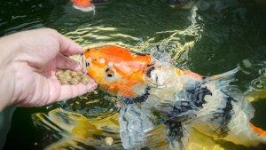 Ikan-Koi.jpg