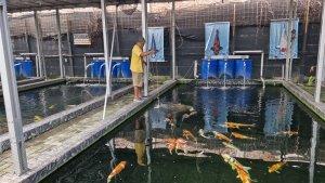 Kaisar-Koi-Farm-Indonesia.jpg