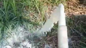 susu-sapi-segar-dibuang.jpg