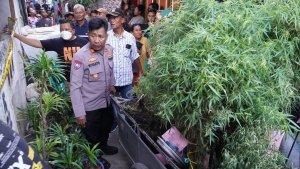 tanam-ganja2.jpg