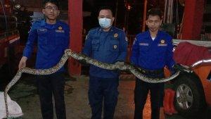 ular-Sanca-tiga-meter-di-pemukiman-warga.jpg