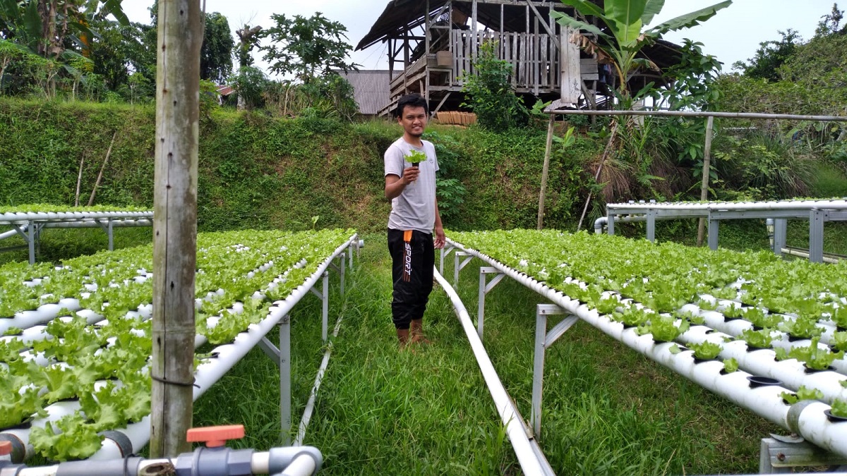 Deni-petani-hidroponik.jpg