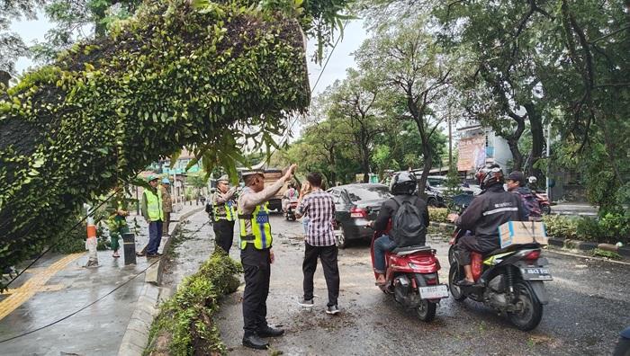Pohon Tua Tumbang Akibat Cuaca Ekstrem di Tangsel, Lalu Lintas Sempat Terhenti