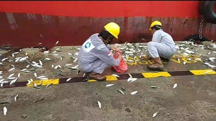 Ribuan Ikan Naik ke Dermaga di Jakarta, Sejumlah Pihak Mengaitkannya ke Ancaman Gempa dan Tsunami