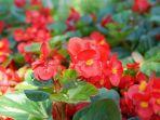 Begonia3128.jpg