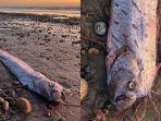 Ikan-oar-atau-oarfish-635253.jpg