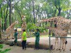 Jerapah-di-Taman-Margasatwa-Ragunan.jpg