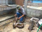 Komunitas-Sahabat-Reptil-Bekasi.jpg