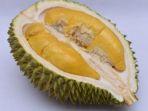 Musang-King.jpg