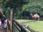 Pengunjung-mendatangi-Taman-Margasatwa-Ragunan.jpg