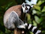 Ring-Tail-Lemur.jpg