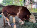 SAPI-KURBAN-Milik-Prabowo-39374.jpg