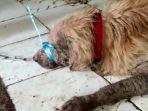 Salah-satu-anjing-yang-berhasil-diamankan-tim-penyelamatan-hewan-dari-Rumah-Singgah-Clow.jpg