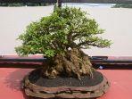 Tanaman-bonsai1127.jpg
