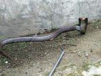 Ular-Kobra-Jawa2.jpg