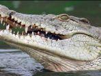 buaya-1006.jpg