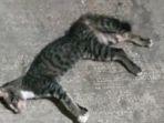 ilustrasi-kucing-warga-sunter-mati-mendadak.jpg