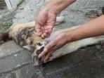 kucing-malang.jpg