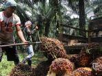 petani-klp-sawit.jpg