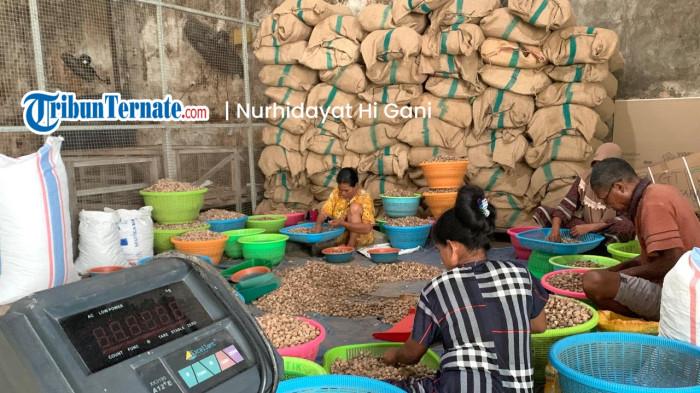 KOMODITAS: Sejumlah pekerja di Toko Hasil Bumi Labuha, Halmahera Selatan sedang memilah pala, Senin (30/3/2026).
