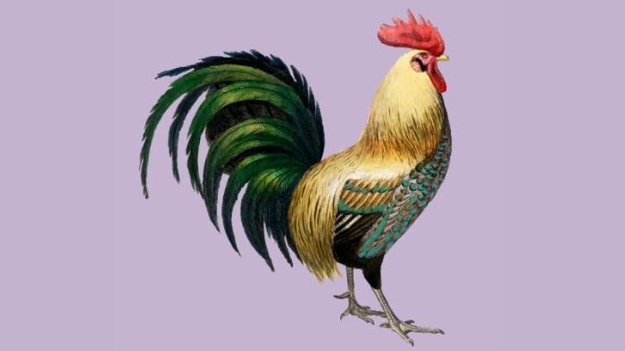 Ilustrasi Shio Ayam sebagai salah satu lambang hewan dalam 12 Shio China 2025, diunggah Jumat (21/11/2025).