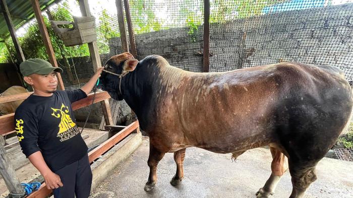 KURBAN: 'Kamandanu', seekor sapi berbobot 850 kg dari Presiden RI Prabowo Subianto