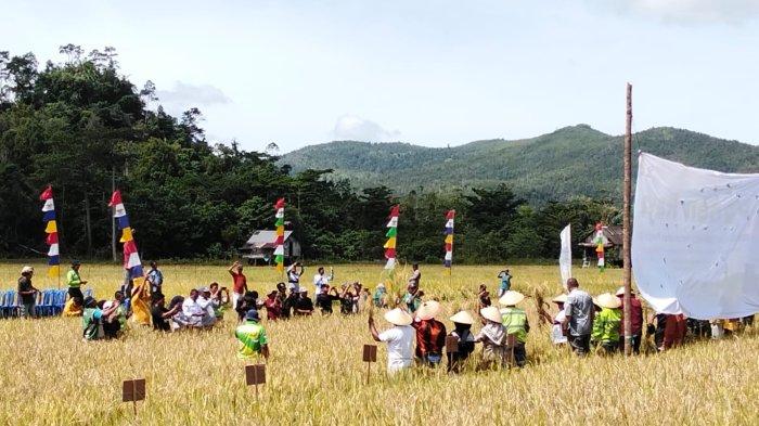 TUNTUTAN: Kelompok tani di Kecamatan Obi,  Halmahera Selatan panen raya padi bersama pemerintah daerah belum lama ini.