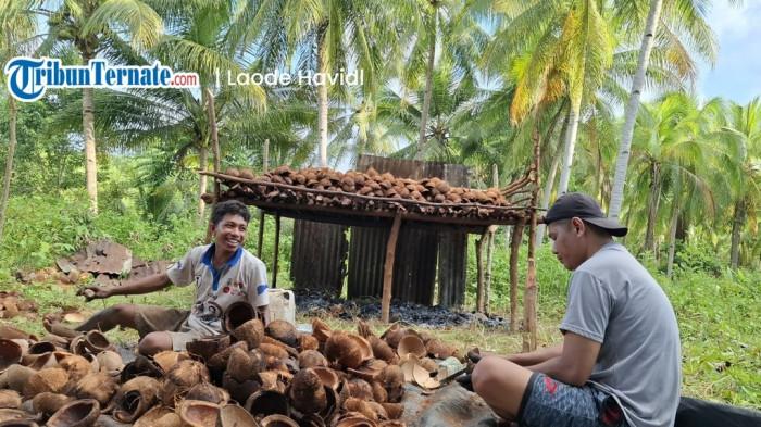 KOMODITI: Petani korpa Desa Falasisahya, Kepulauan Sula melakukan pengasahan kelapa menjadi kopra di kebun, Senin (30/3/2026)