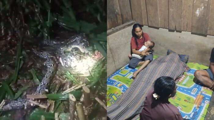 INSIDEN: Seorang wanita berusia 44 tahun di Pulau Taliabu tewas di telan ular piton.