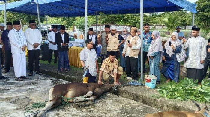 KURBAN: Wagub Maluku Utara Sarbin Sehe pantau penyembelihan hewan kurban, Rabu (27/5/2026)