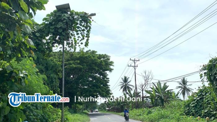 INFRASTRUKTUR: Tampak 1 unit lampu PJU di ruas jalan raya Desa Hidayat-Marabose, Halmahera Selatan dilingkari semak belukar, Rabu (18/2/2026).