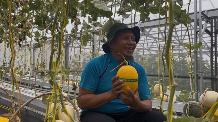 WISATA PETIK  BUAH - Fandi Johar, seorang Sarjana Teknik Informatika di Ternate, memilih meninggalkan dunia teknologi informasi setelah 15 tahun bekerja dan beralih mengembangkan pertanian modern. Melalui Azafarm di Kelurahan Gambesi, ia menghadirkan wisata petik buah eksotis pertama di Maluku Utara dengan sistem hidroponik modern.