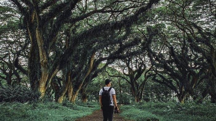 38 Obyek Wisata Alam Ini Buka Kembali dengan Protokol Kesehatan, De Djawatan hingga Talaga Warna