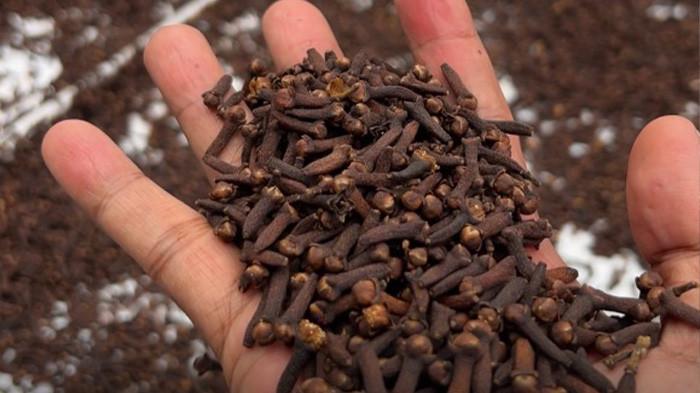 BAKERA - Salah satu rempah yakni cengkeh, yang digunakan dalam air rebusan tradisi sauna tradisional dari Maluku Utara 'Bakera'.