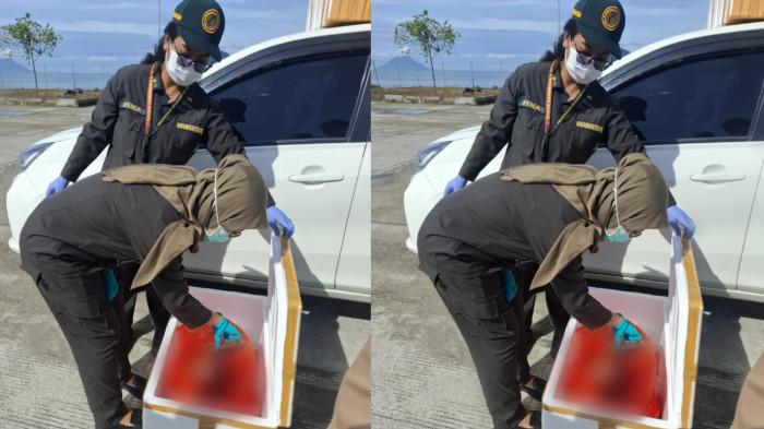 PENYELUNDUPAN - Penyelundupan 150 kilogram daging anjing yang diangkut menggunakan KM Cantika Lestari 99 dari Manado tujuan Halmahera Timur digagalkan tim Balai Karantina Hewan, Ikan, dan Tumbuhan Maluku Utara, Senin (16/2/2026).