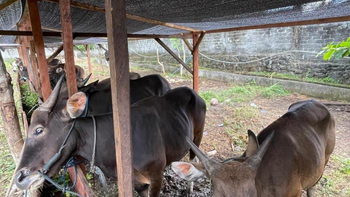 KURBAN: Ternak sapi ditampung di tempat tampungan Ots Omah Ternak Subaim yang beralamat di Tubo lapangan belakang Bandara, Kelurahan Tubo, Kecamatan Ternate Utara, Minggu (10/5/2026)