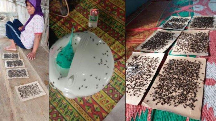 Viral Foto Serbuan Lalat di Permukiman di Solok, Warga: ''Ngeri Melihatnya Berkerumun Tampak Hitam''