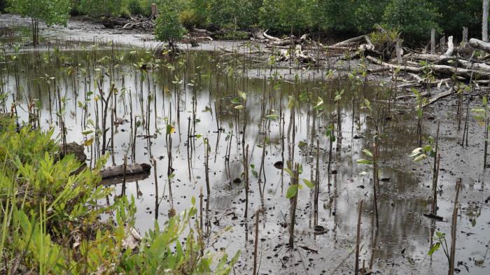 mangrove - iwip di haltim 3