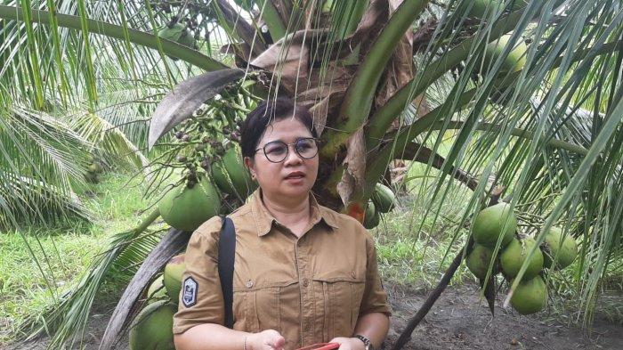 Periset Kelapa Minta Pengembangan Kelapa Bido di Morotai Wajib Tersertifikasi