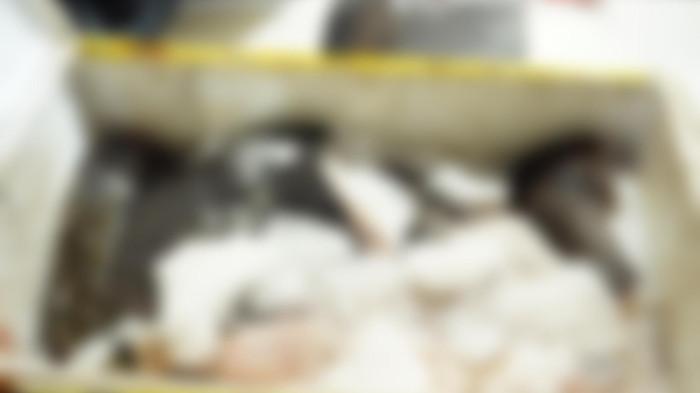PENYELUNDUPAN - Sebanyak 6 boks diduga berisikan daging babi, ular dan kelelawar dari pelabuhan Ternate untuk dibawa ke Bitung digagalkan tim Balai Karantina Hewan, Ikan, dan Tumbuhan Maluku Utara, Kamis (12/2/2026).