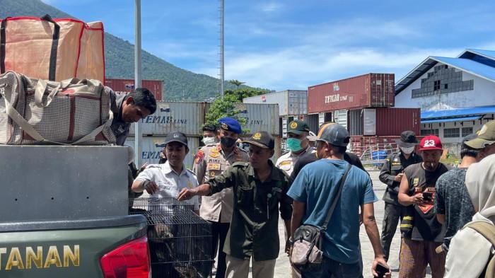 PENYELUNDUPAN SATWA LIAR - Puluhan satwa liar endemik dari Papua digagalkan di atas kapal Pelni yang berlabuh di pelabuhan Ahmad Yani Ternate, Maluku Utara, Rabu (11/2/2026).