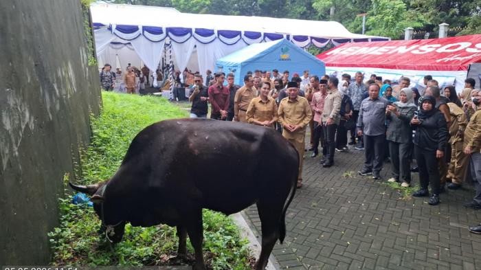 IDUL ADHA - Gubernur Malut Sherly Laos dan Wagub Sarbin Sehe menyaksikan langsung penyerahan sapi kurban bantuan presiden di Kota Ternate, Selasa (26/5/2026).