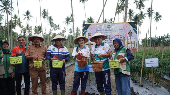 Sela-sela agenda kunjungan kerjanya yang padat di Kabupaten Halmahera Utara, Selasa (9/6/2026), Gubernur Maluku Utara, Sherly Laos, melakukan panen perdana komoditas cabai bersama kelompok tani setempat. Sekaligus, menyerahkan bantuan puluhan unit alat dan mesin pertanian (alsintan) untuk mendongkrak produktivitas pangan lokal.