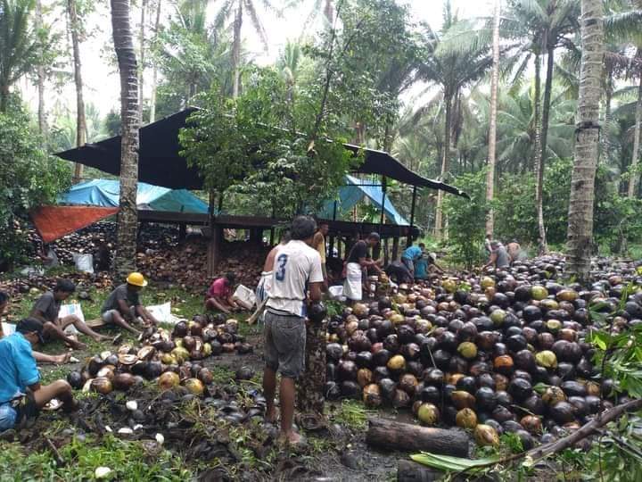 Update Harga Kopra Maluku Utara: Perkilo Dibeli Rp 6.600