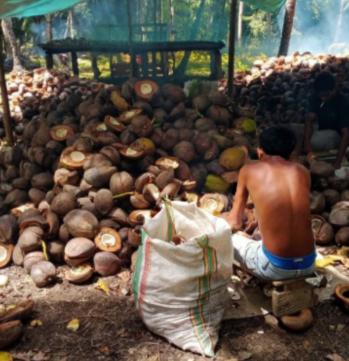 Update Harga Kopra Maluku Utara, Senin 20 Februari 2023, Kopra Turun Lagi, Selengkapnya Berikut