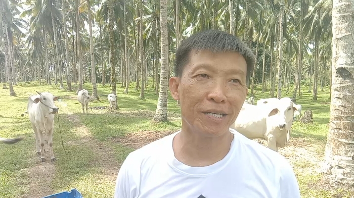 Cerita Dominggus Peternak Asal Halmahera Utara yang Sapinya Dibeli Presiden Jokowi