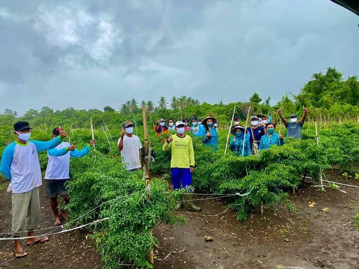 Dinas Pertanian Pulau Morotai Sukses Jalankan Program Prioritas Mantan Bupati Benny Laos
