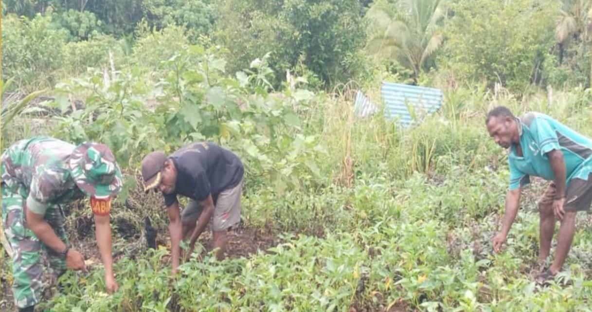 Babinsa Desa Sanaf Kacepo Halmahera Tengah Maluku Utara Dampingan Petani, Tingkatkan Prodiksi Kebun