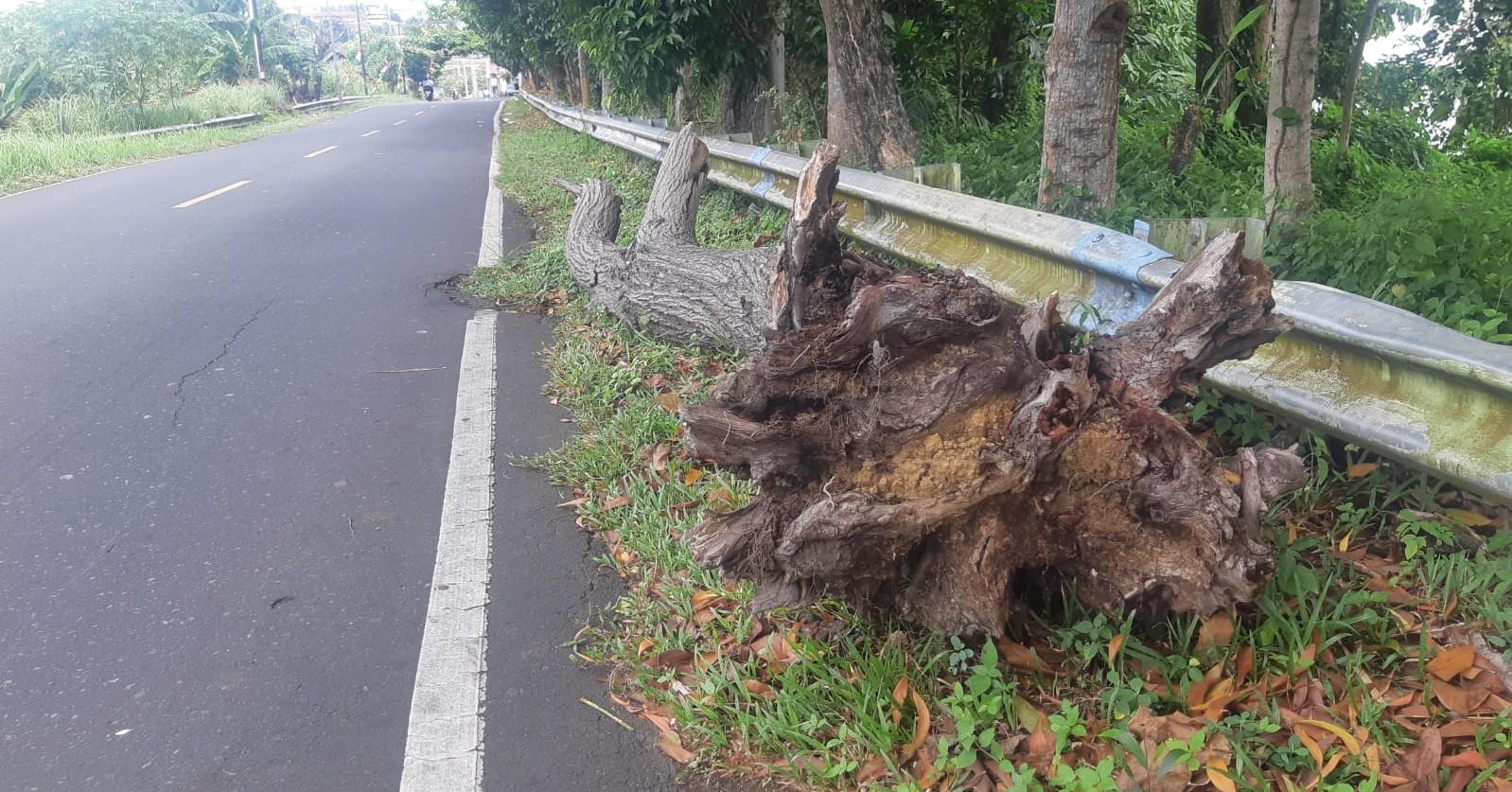 Batang Pohon Kering Pada Salah Satu Ruas Jalan di Ternate Ancam Pengendara